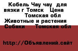 Кобель Чау-чау  для вязки г.Томск › Цена ­ 1 000 - Томская обл. Животные и растения » Собаки   . Томская обл.